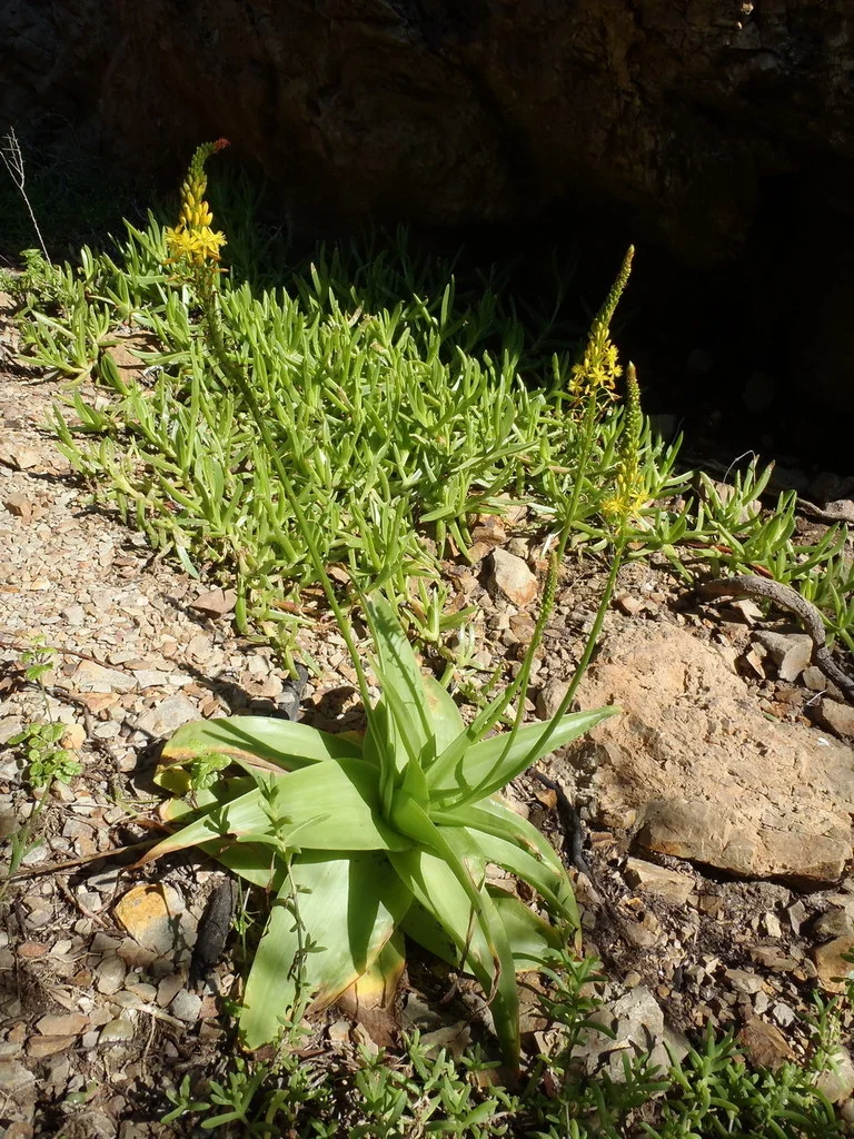 Bulbine Natalensis