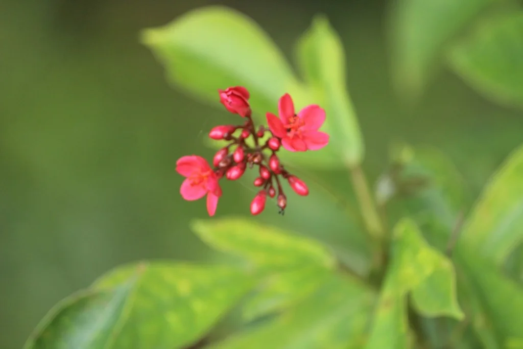 Jatropha Integerrima