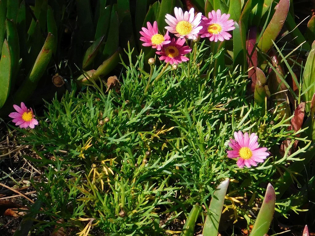 Argyranthemum frutescens