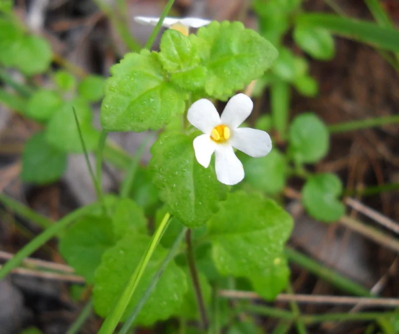Sutera cordata