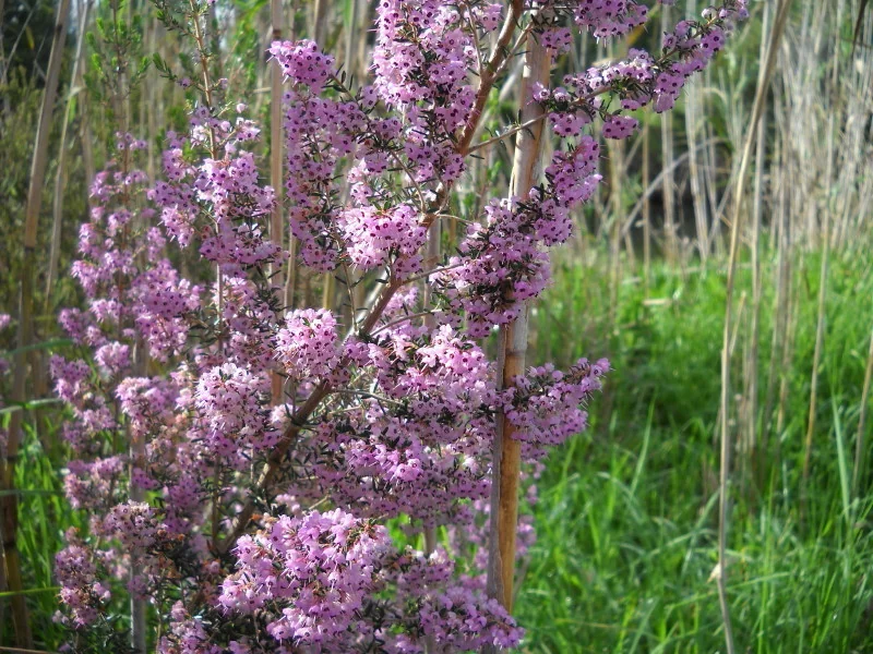 Erica Canaliculata