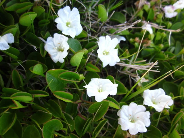 Falkia Repens