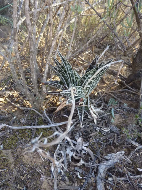 Aloe Variegata