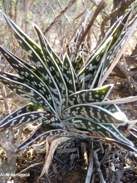 Aloe Variegata