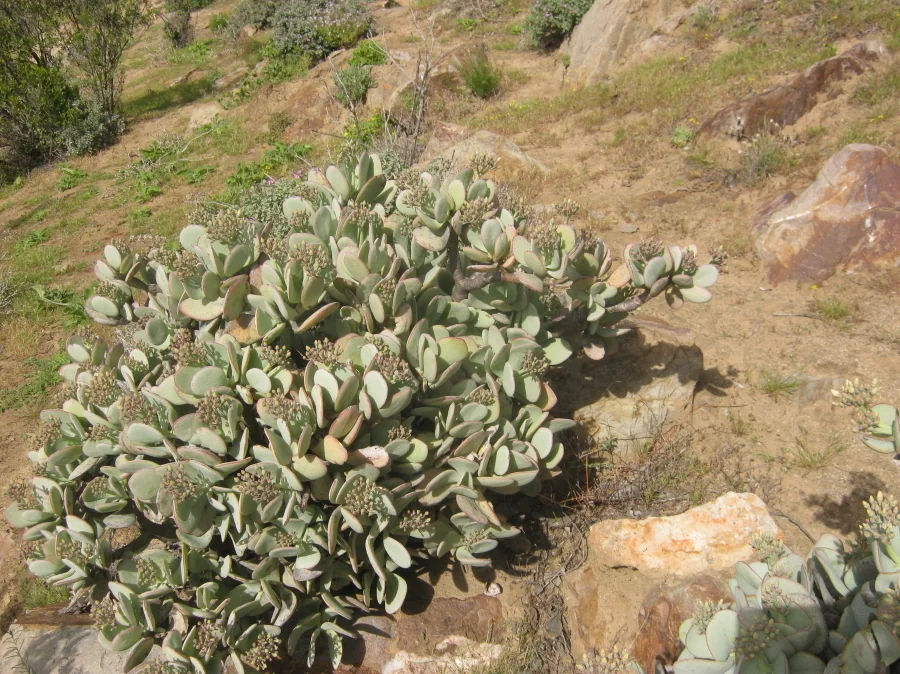 Crassula Arborescens