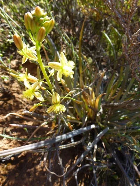 Bulbine Frutescens