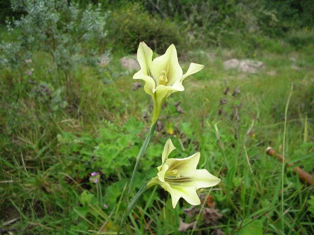 Gladiolus Tristis