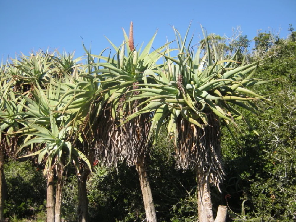 Aloe Speciosa