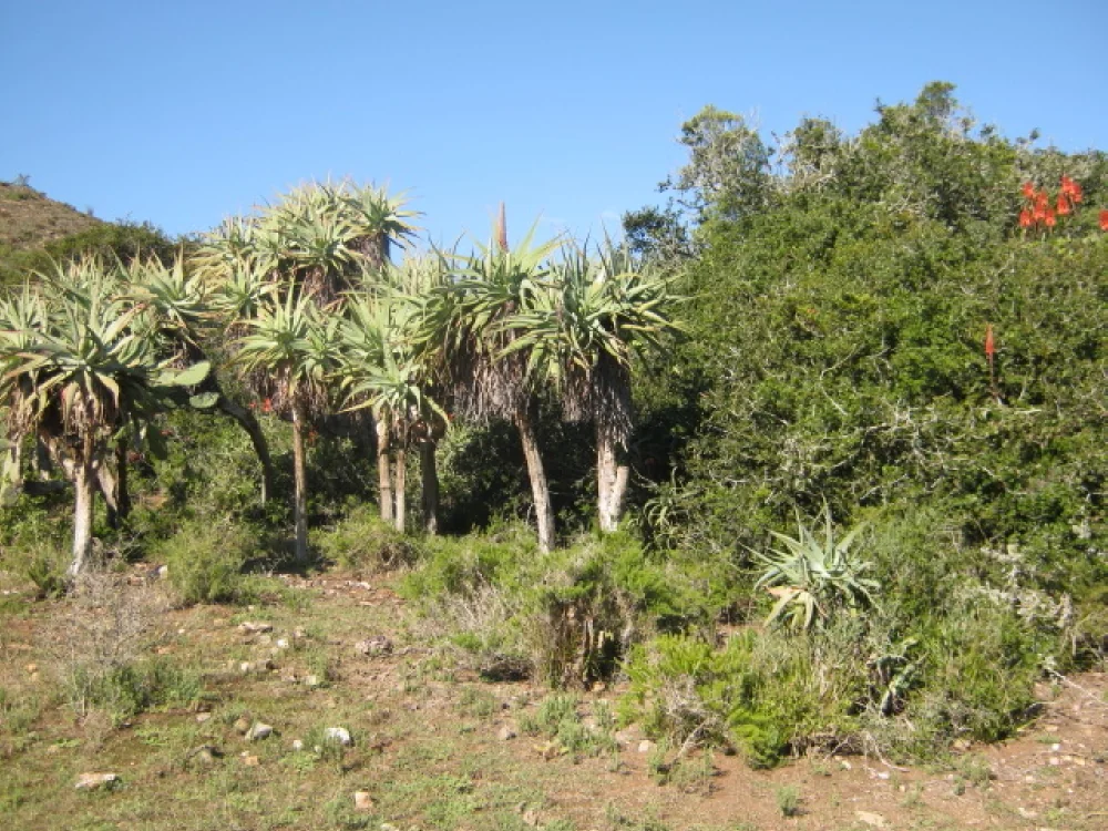 Aloe Speciosa