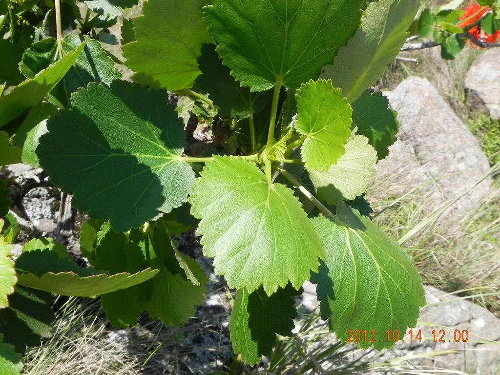 Greyia Sutherlandii