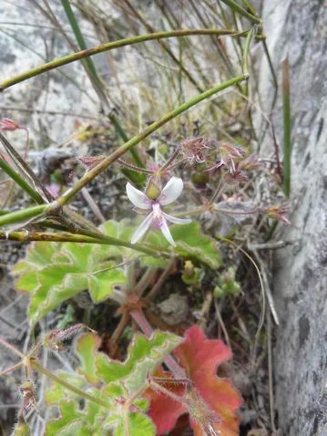 Pelargonium Tomentosum