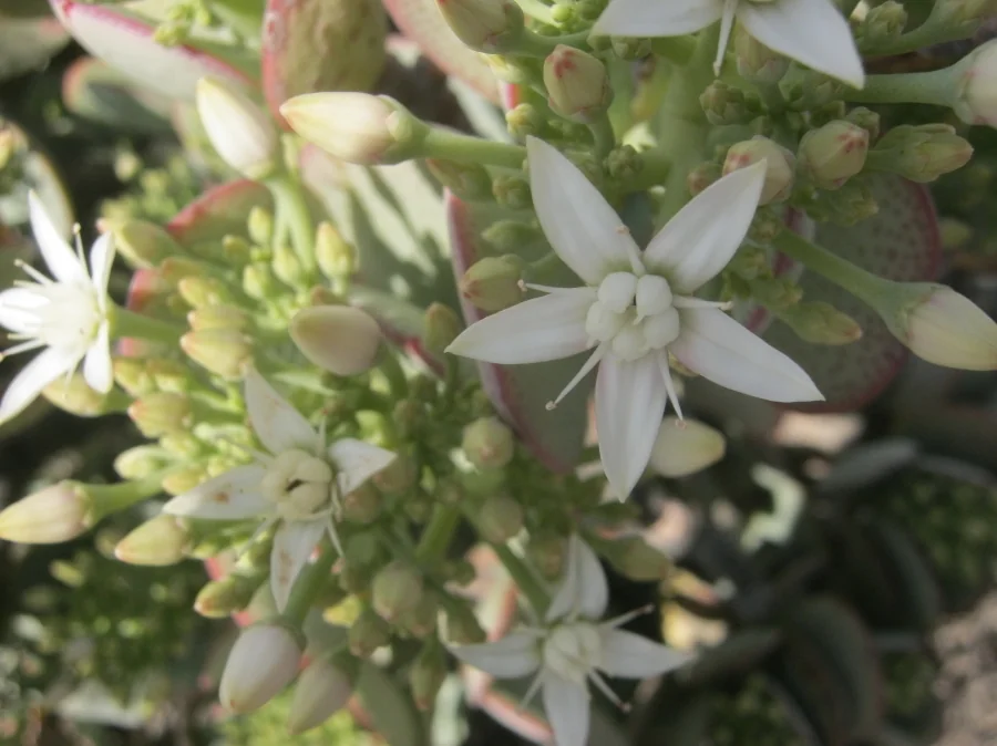 Crassula Arborescens