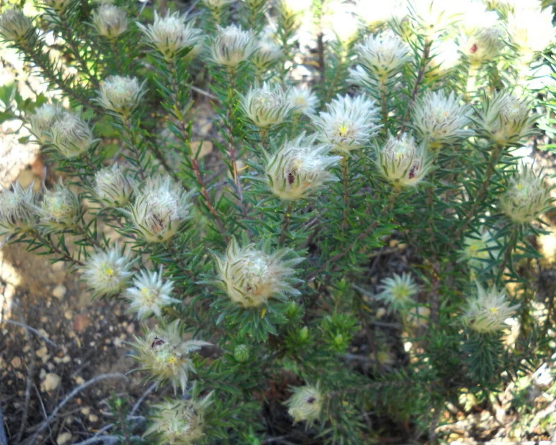 Phylica Pubescens