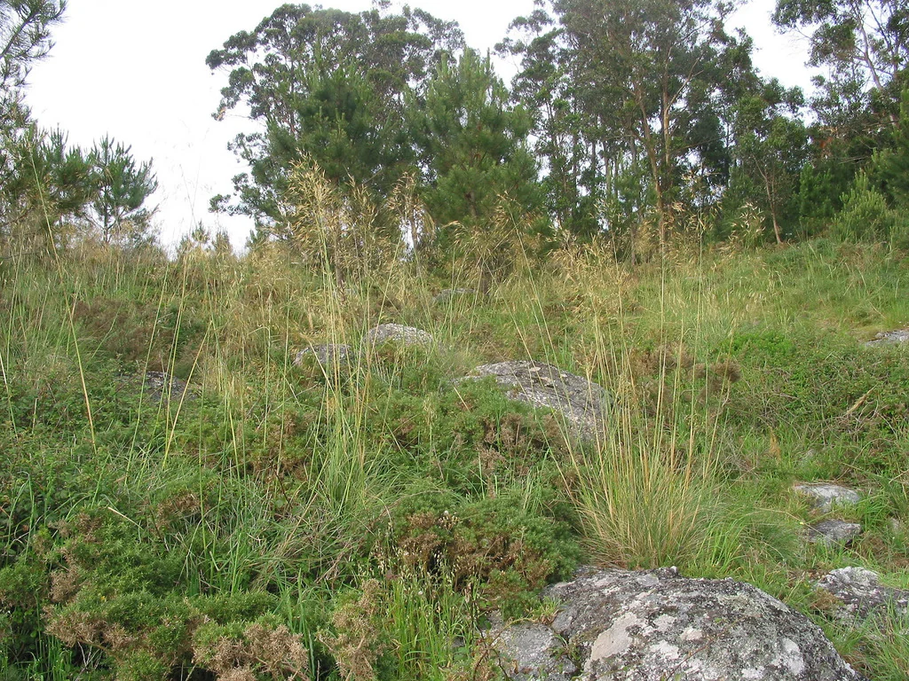 Stipa Gigantea