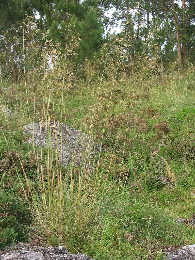 Stipa Gigantea