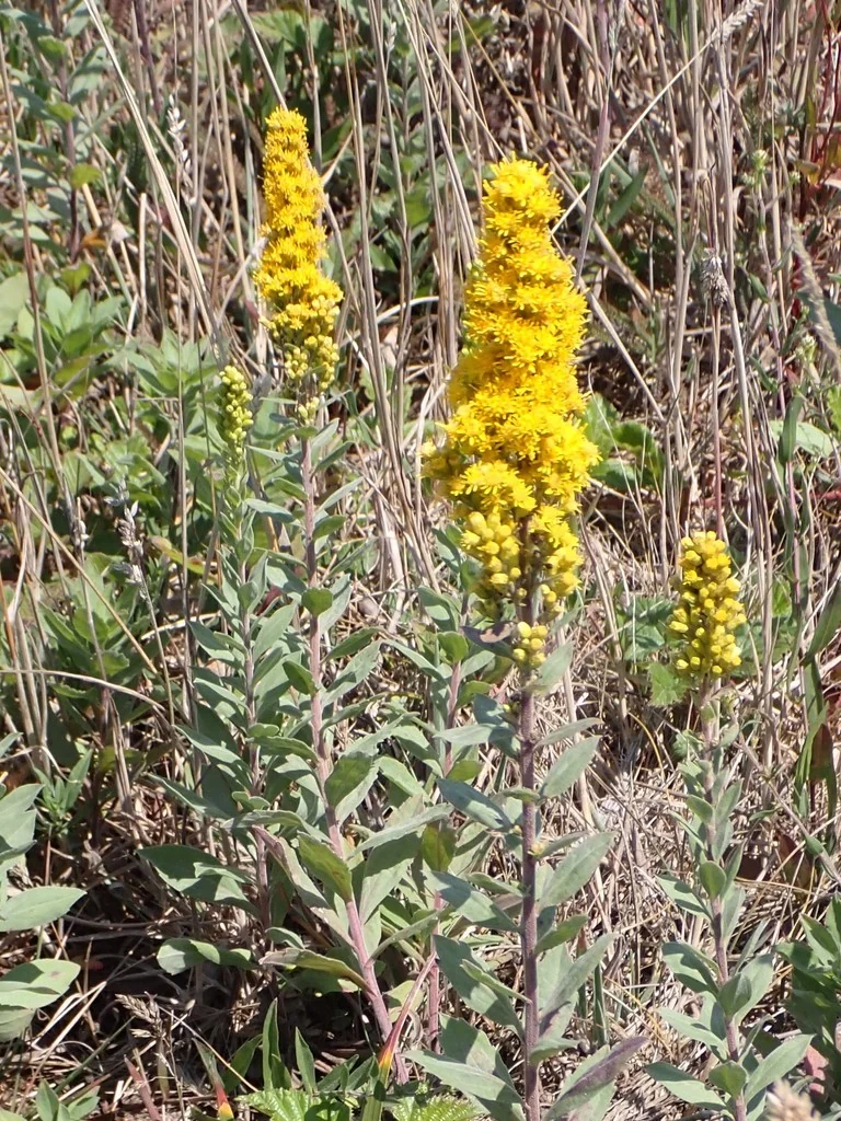 Solidago Canadensis Ssp. Elongata