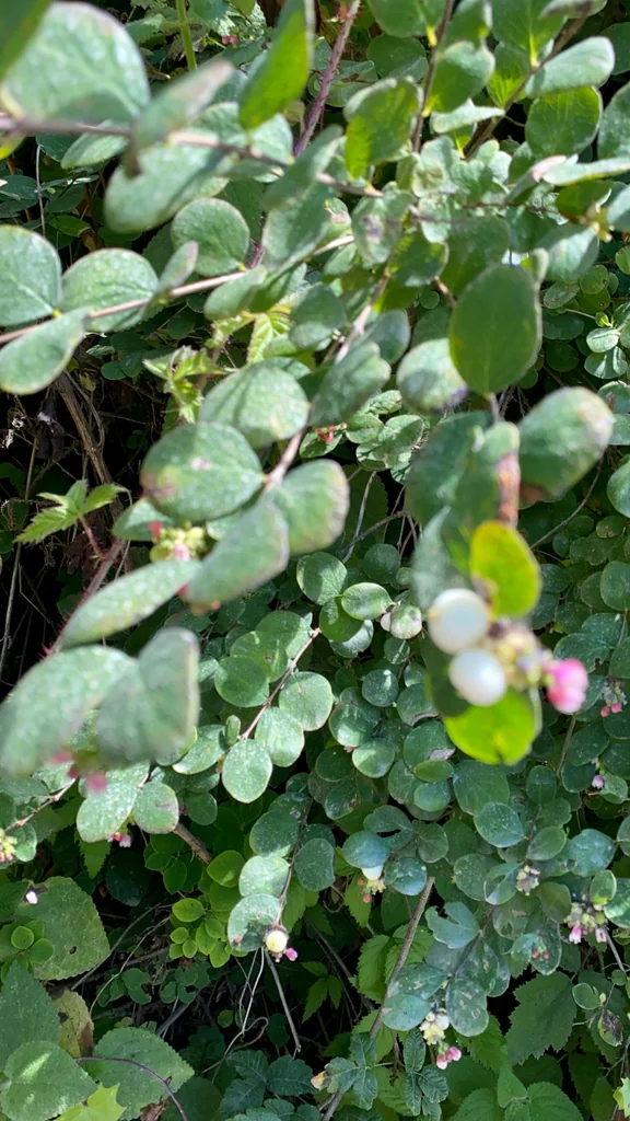 Symphoricarpos Albus Var. Laevigatus