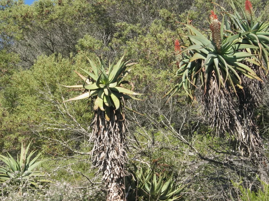 Aloe Speciosa