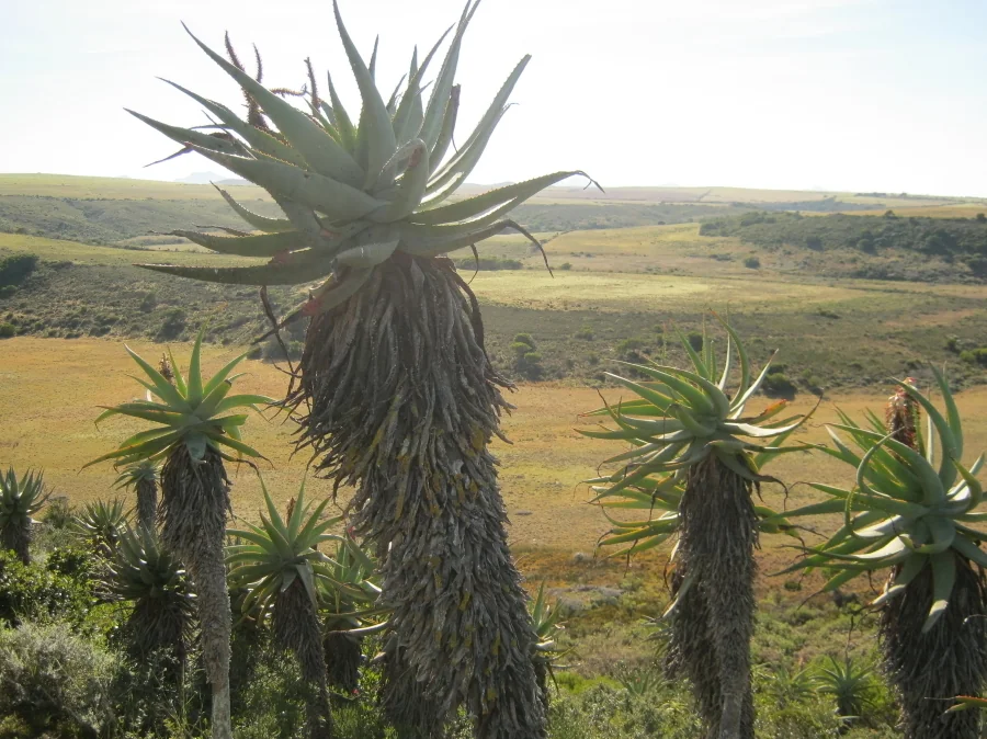 Aloe Speciosa