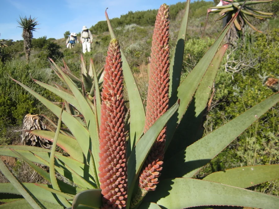 Aloe Speciosa