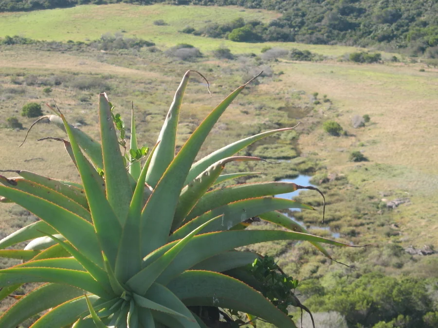 Aloe Speciosa