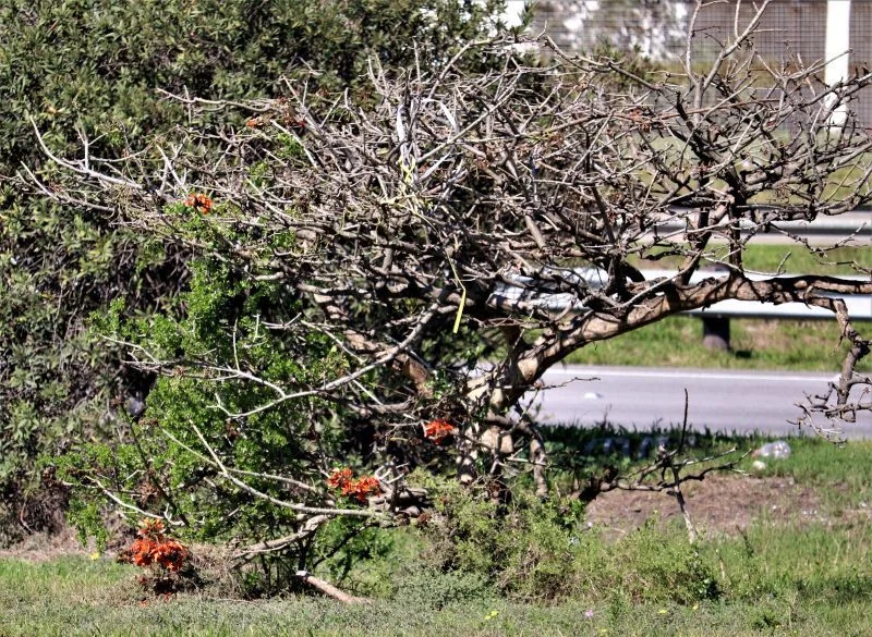 Erythrina Caffra