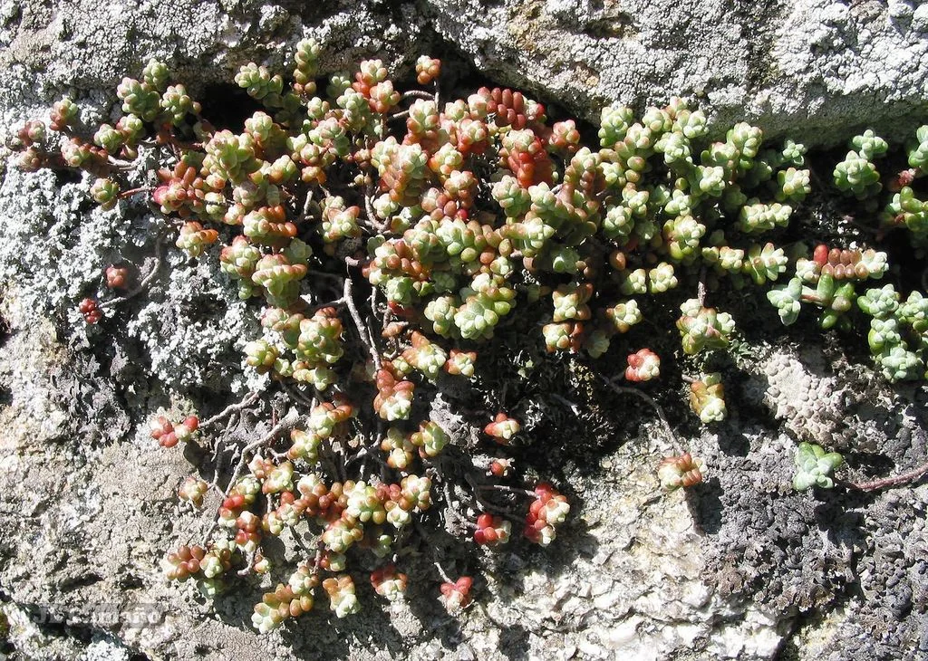 Sedum Brevifolium