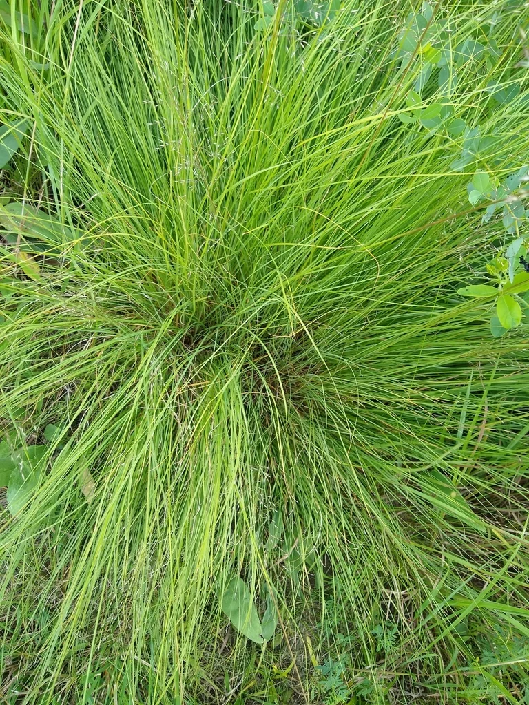 Sporobolus Heterolepis