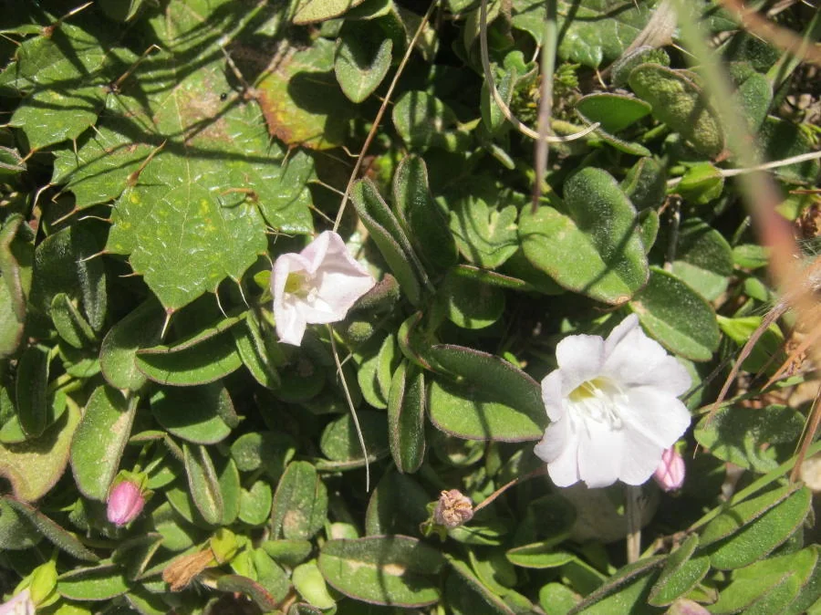 Falkia Repens