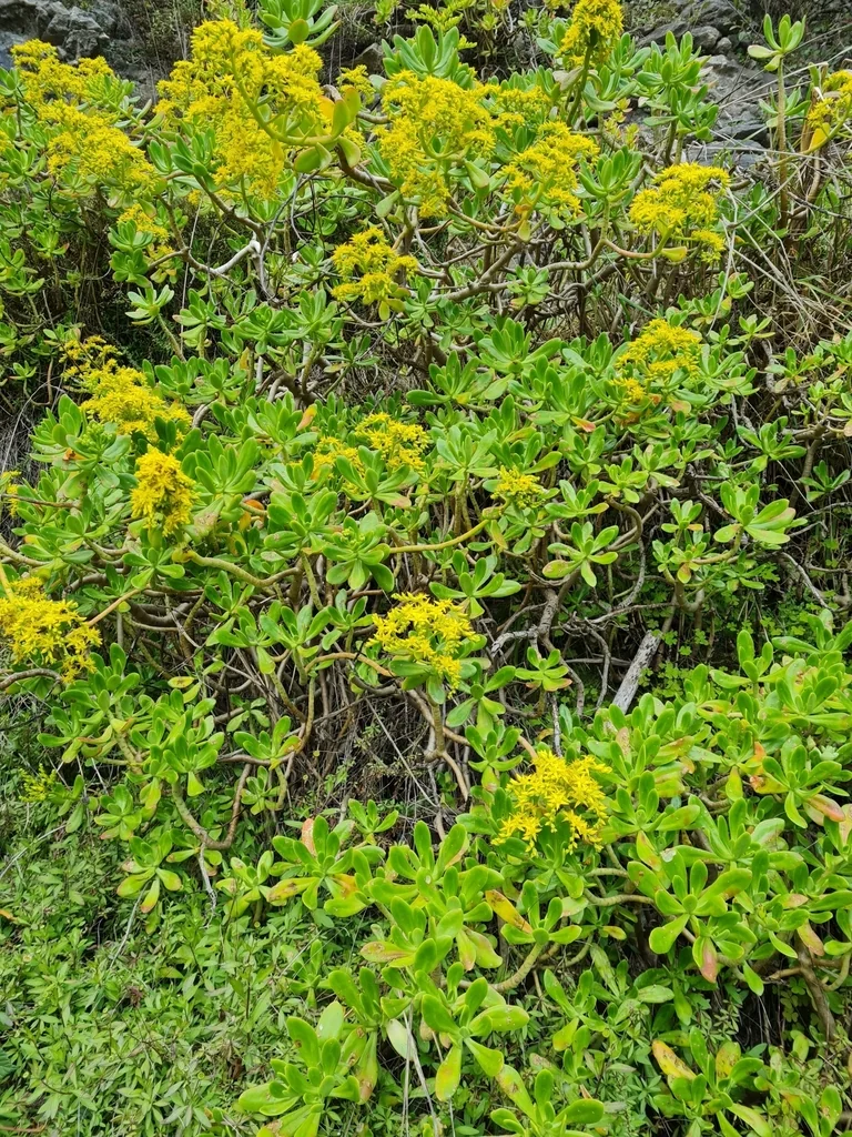 Sedum Praealtum