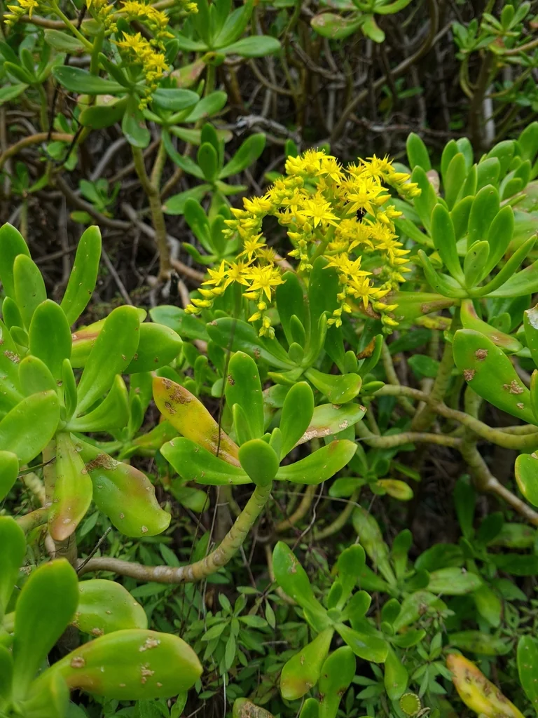 Sedum Praealtum