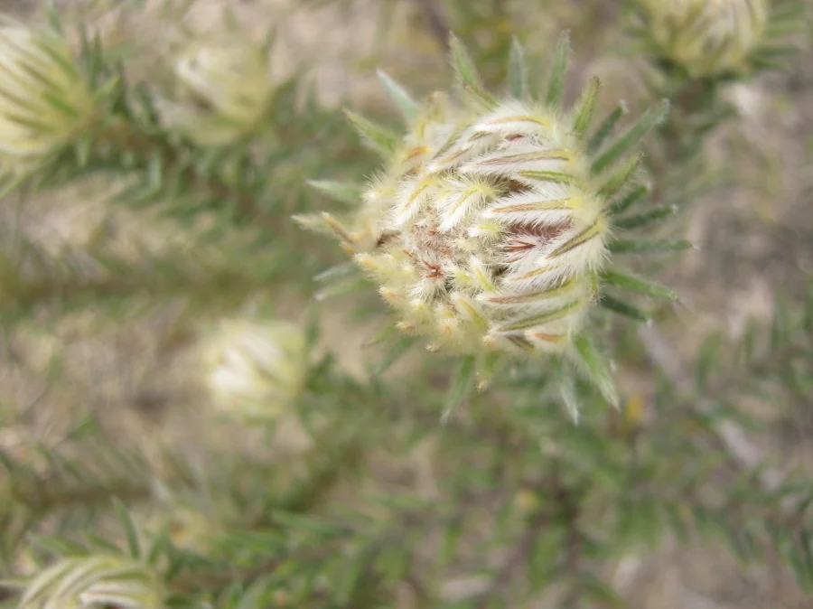 Phylica Pubescens