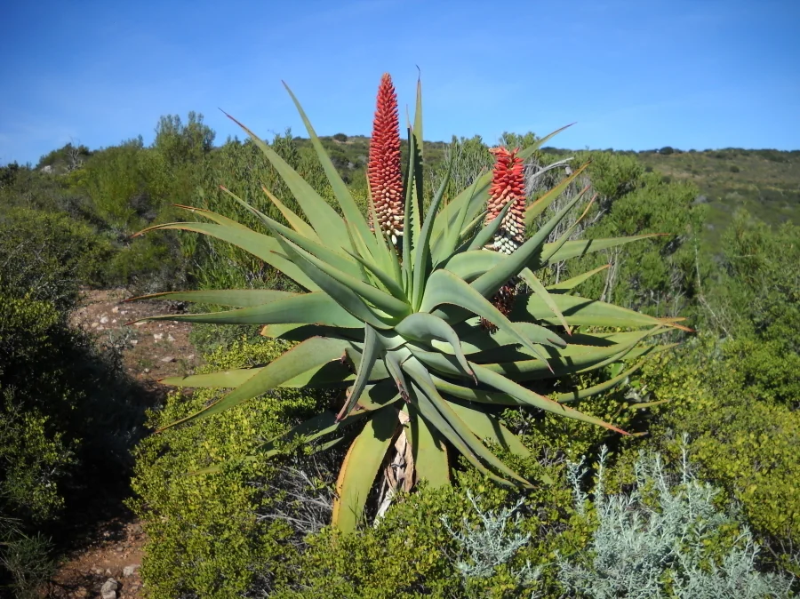 Aloe Speciosa