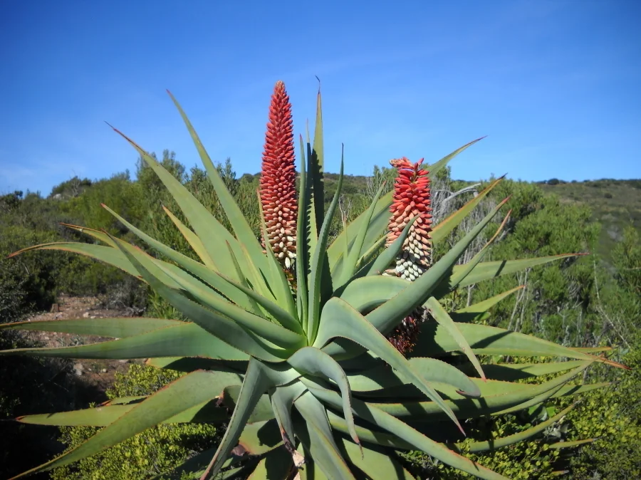 Aloe Speciosa