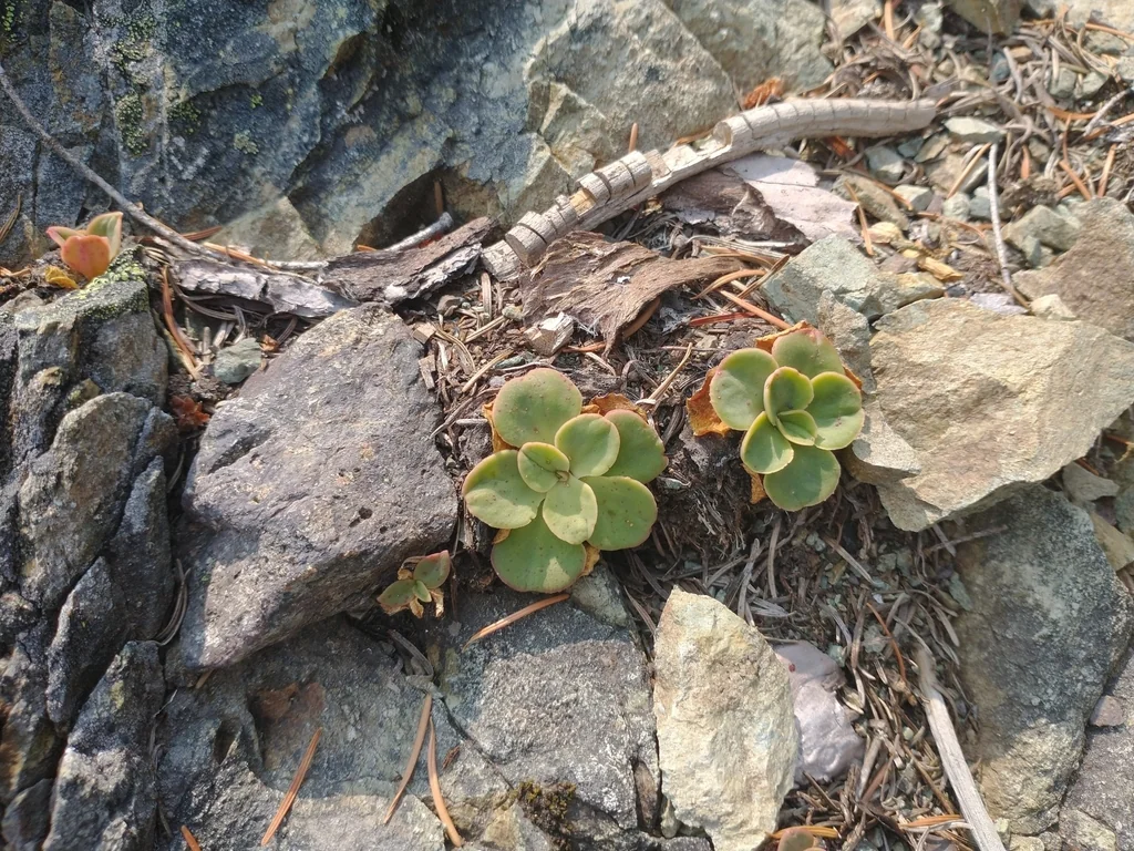 Lewisia Cotyledon