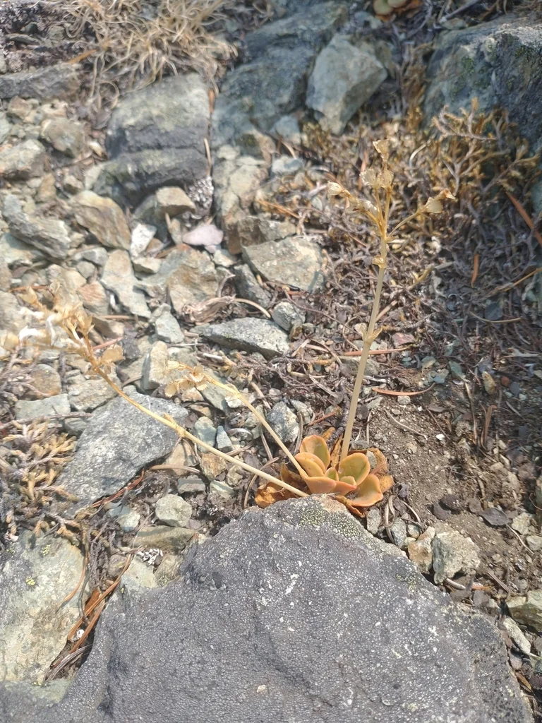 Lewisia Cotyledon
