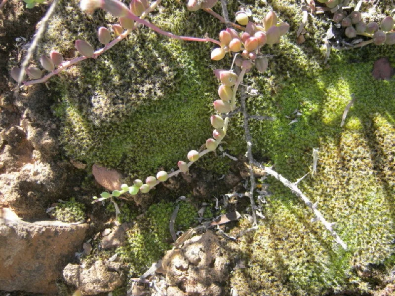 Senecio Radicans