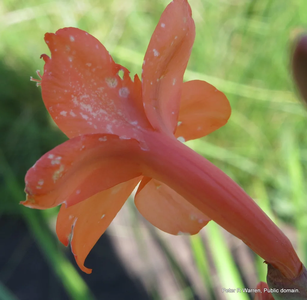 Watsonia Pillansii