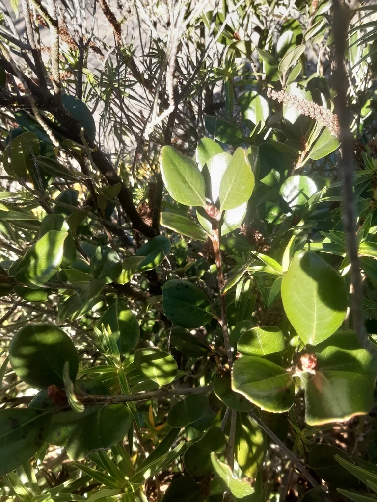 Rhaphiolepis Umbellata