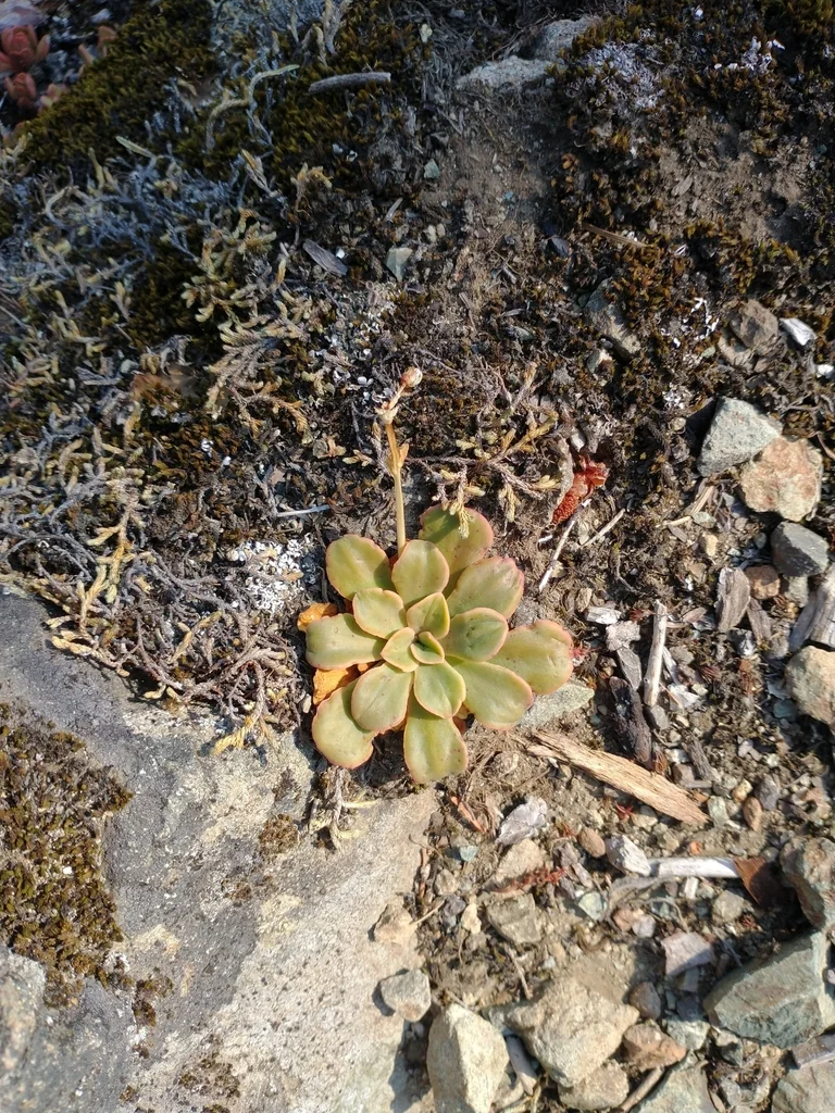 Lewisia Cotyledon