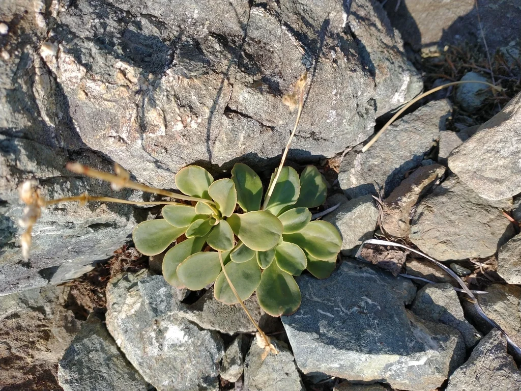 Lewisia Cotyledon