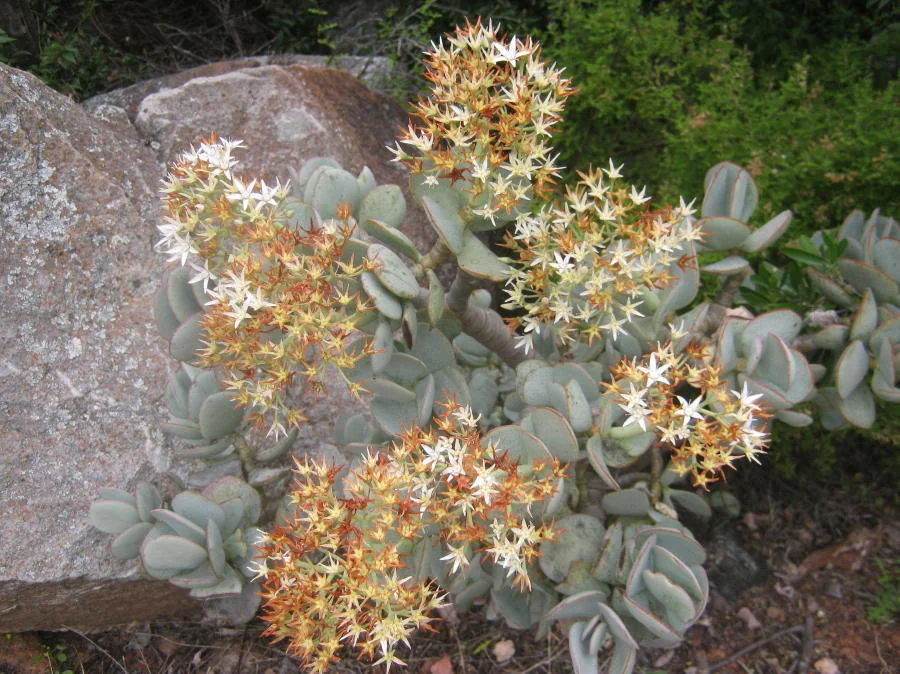 Crassula Arborescens
