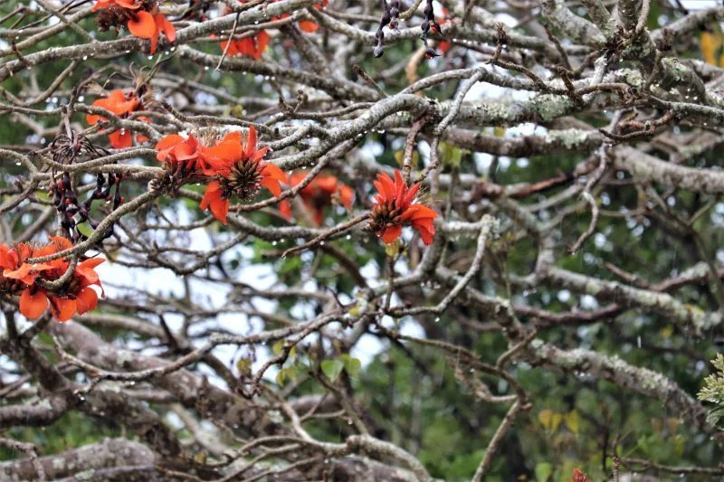Erythrina Caffra