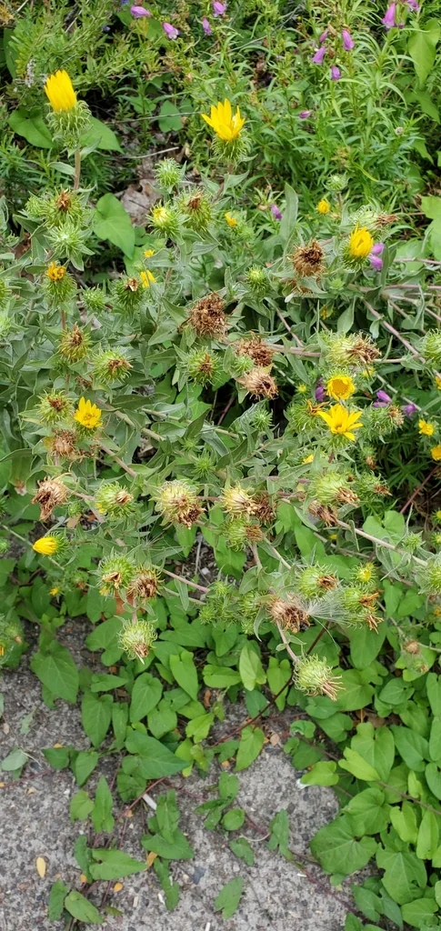 Grindelia Integrifolia