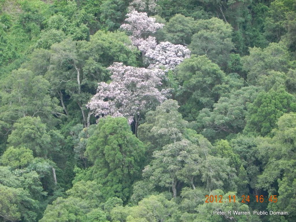 Calodendrum Capense