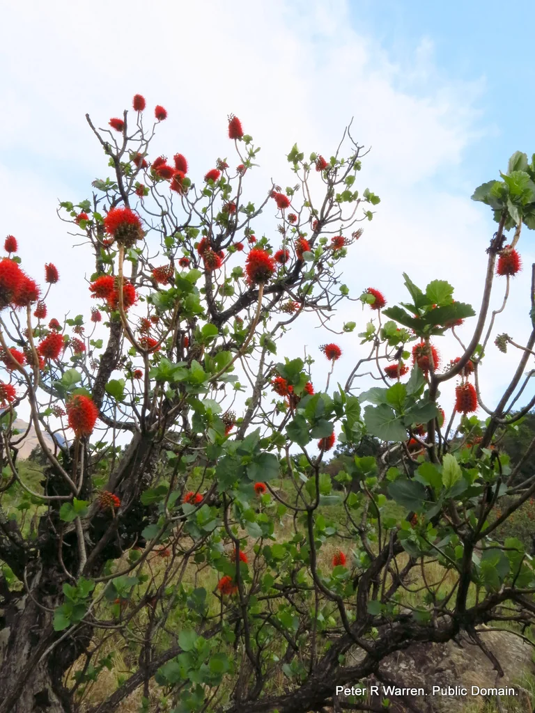 Greyia Sutherlandii