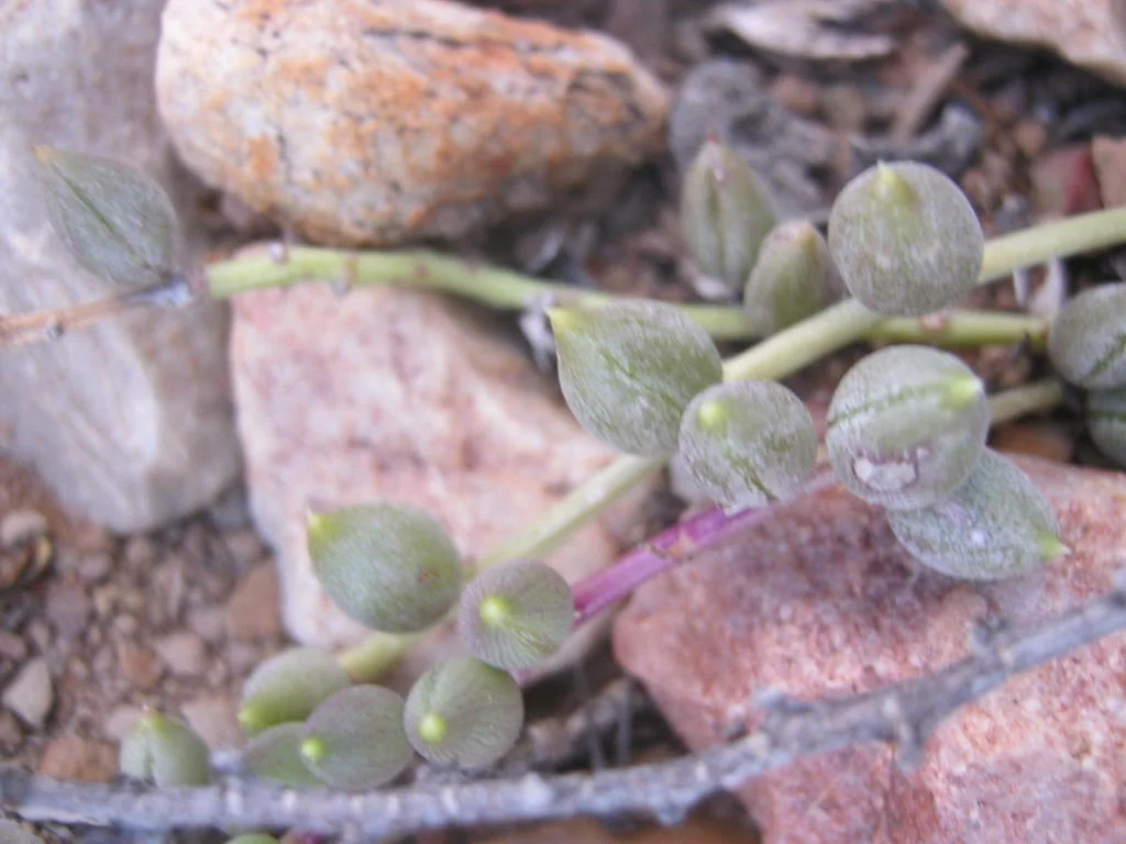 Senecio Radicans