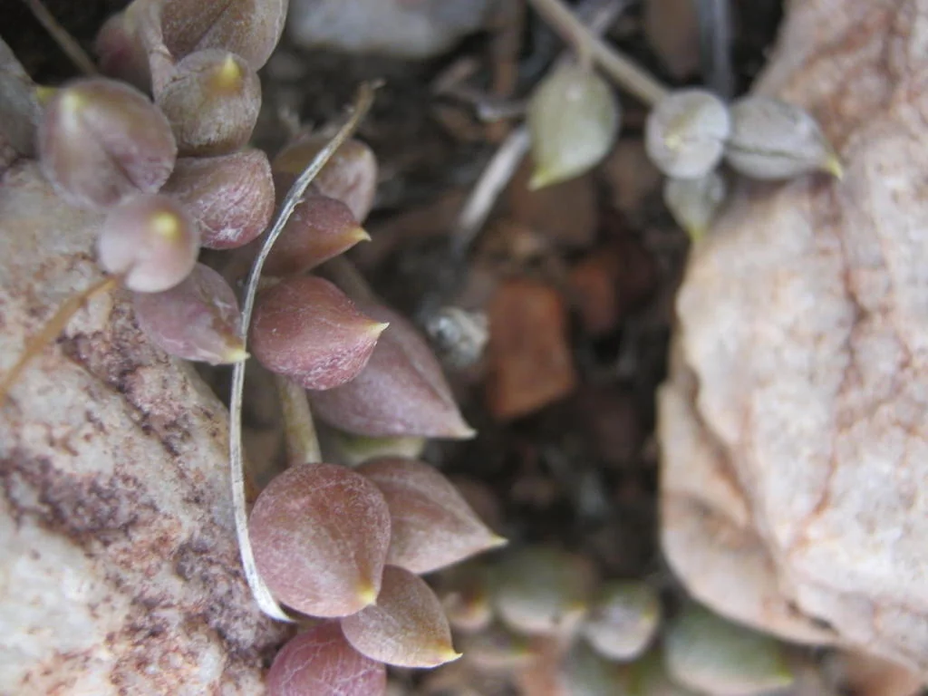 Senecio Radicans