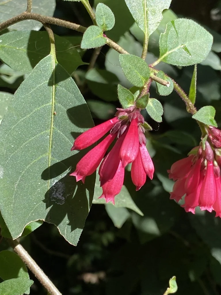 Cestrum Elegans