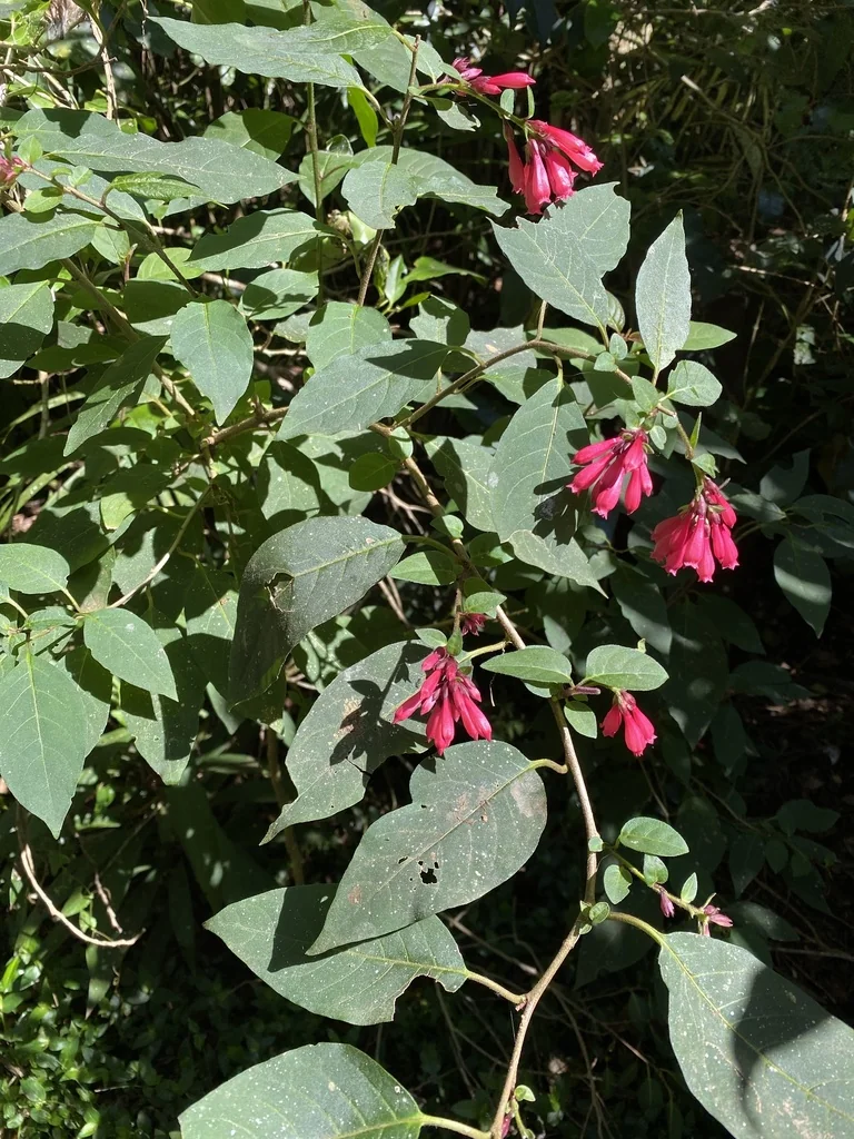 Cestrum Elegans